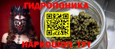 шишки Аргун